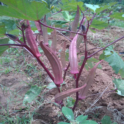XOLDA Okra Red Seed(45 per packet)
