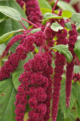 XOLDA Red Amaranthus Seed(23 per packet)