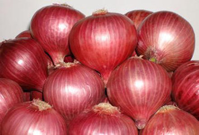 XOLDA Onion Seed(45 per packet)