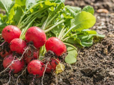 XOLDA Red Round Radish Seed(26 per packet)