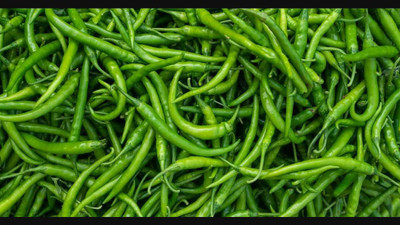 XOLDA Green Chilli Seed(40 per packet)