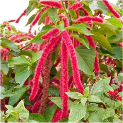 XOLDA Red Amaranthus Seed(32 per packet)