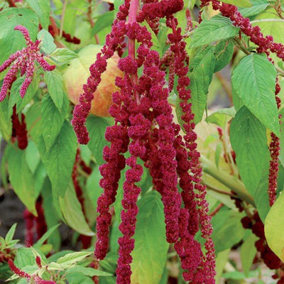 XOLDA Red Amaranthus Seed(23 per packet)
