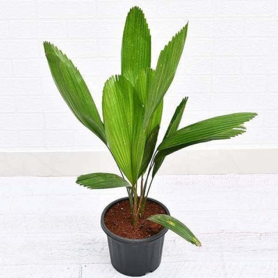 Tajplantshub Ruffled Fan Palm Plant(Hybrid, Pack of 1)