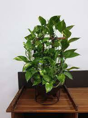 Queen Gulu Money Plant(Hybrid, Pack of 1)