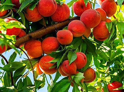 ACCELCROP Peach Aadu Fruit Seed(5 per packet)