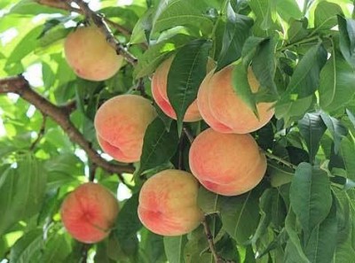 ACCELCROP Peach Cherry Fruit Seed(5 per packet)