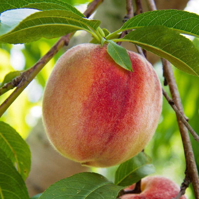 ACCELCROP Peach Fruit Seed(7 per packet)