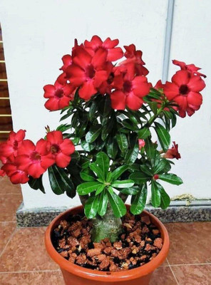 Beautiful Blooms Adenium Plant(Hybrid, Pack of 1)