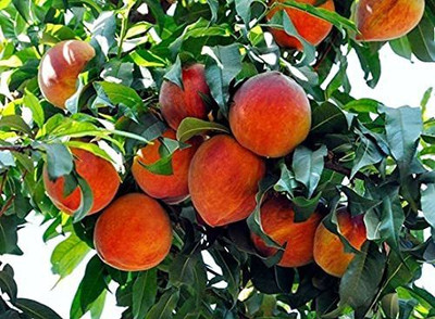 KANAYA Peach Cherry Fruit Seed(9 per packet)
