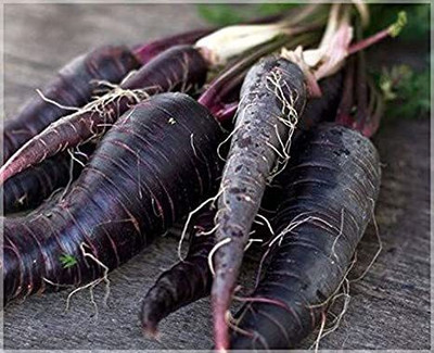 XOLDA Carrot Black Seed(51 per packet)