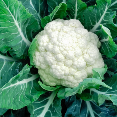 ANDOR Cauliflower Phool Gobhee/Phul Gobhi Seed(1500 per packet)