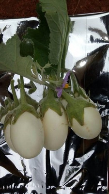XOLDA White Brinjal Seed(37 per packet)