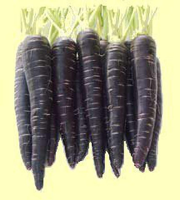 XOLDA Carrot Black Seed(41 per packet)