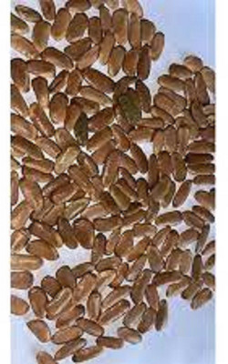Sjeme YELLOW FLAME, PILA GULMOHAR, GULMOHAR Seed(20 per packet)