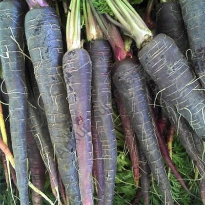 XOLDA Carrot Black Seed(47 per packet)