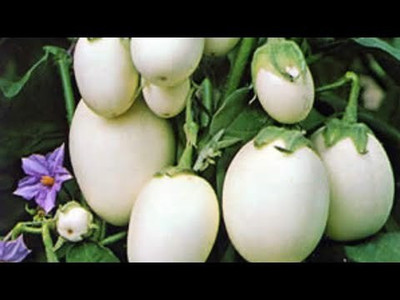 XOLDA White Brinjal Seed(31 per packet)