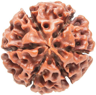 numeroastro 6 Mukhi Rudraksha Beads Wood