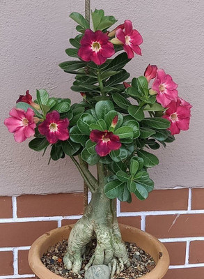 Beautiful Blooms Adenium Plant(Hybrid, Pack of 1)