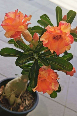 Mohomaya Adenium Plant(Hybrid, Pack of 1)