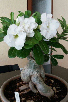 Beautiful Blooms Adenium Plant(Hybrid, Pack of 1)