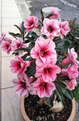 Beautiful Blooms Adenium Plant(Hybrid, Pack of 1)