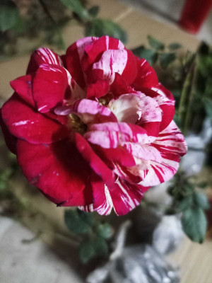 Gulab Rose Plant(Hybrid, Pack of 1)