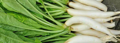 XOLDA Radish Seed(21 per packet)