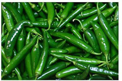XOLDA Chilli Vasudha Seed(35 per packet)