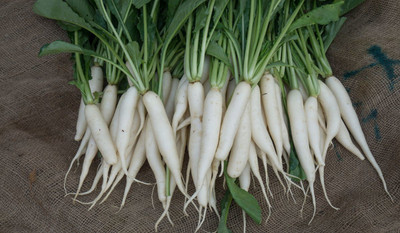 XOLDA Radish Seed(41 per packet)