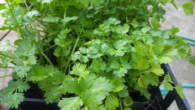 XOLDA Coriander Seed(20 per packet)