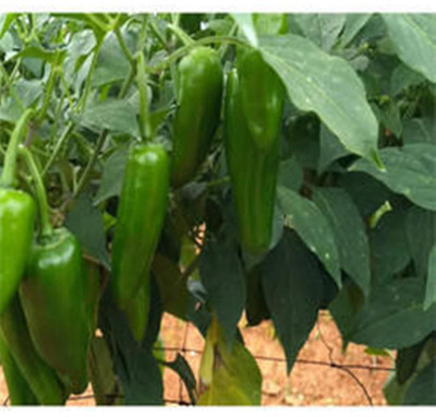 XOLDA Chilli Vasudha Seed(37 per packet)