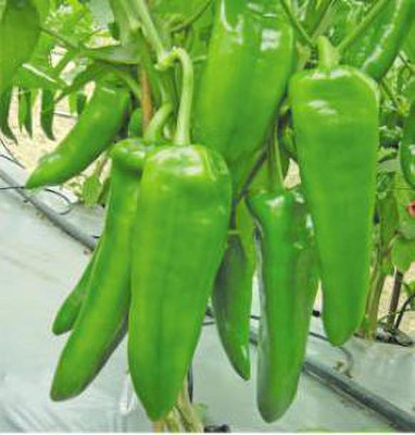 XOLDA Chilli Vasudha Seed(37 per packet)