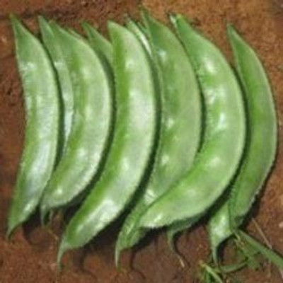 XOLDA Hybrid Dolichos Seed(50 per packet)