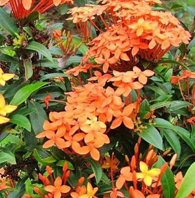 MHIMI Trothic Ixora/Chethi Plant(Hybrid, Pack of 1)