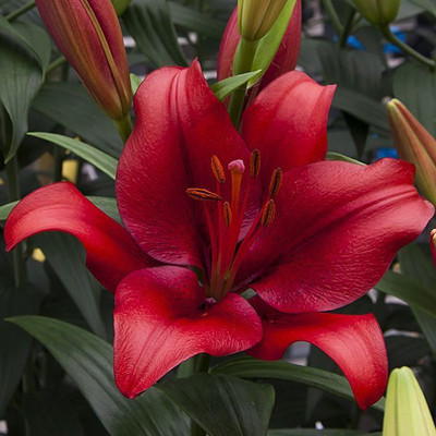Audbhidhi Asiatic lily Red Flower Bulbs for Gardening Seed(2 per packet)