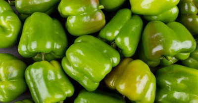 XOLDA Capsicum Seed(22 per packet)