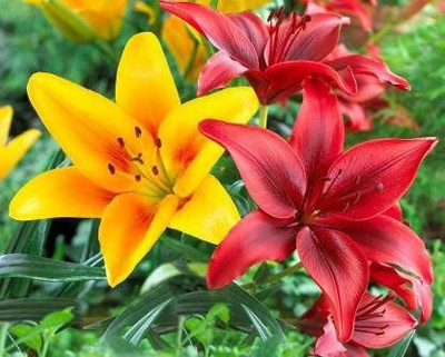 Audbhidhi Asiatic Lily Imported Flower Bulbs Multicolour-Pack Of 5 Seed(5 per packet)