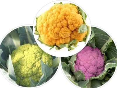 Gromax India Cauliflower Seed Hybrid f1 3 Variety Combo Pack, Cauliflower Vegetable Seed(40 per packet)