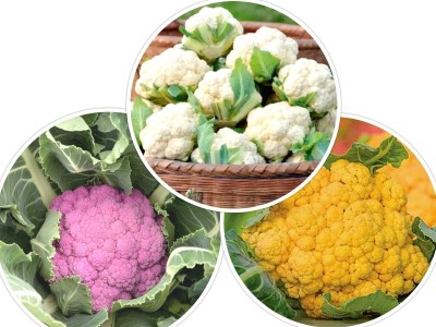Gromax India Summer Season 3 Variety Cauliflower Hybrid, Vegetable Seed For Home Garden Pkt 40 Seed(40 per packet)
