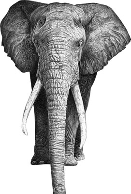 god & god's 48 cm An Elephant Self Adhesive Sticker(Pack of 1)