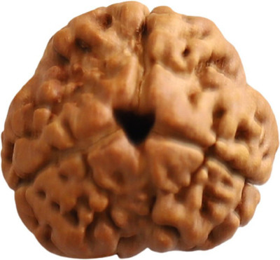 ASTROSHOPPER 3 Mukhi Nepali Rudraksha Bead | Natural Three Face Nepali Rudraksha | ACTIVATED Wood