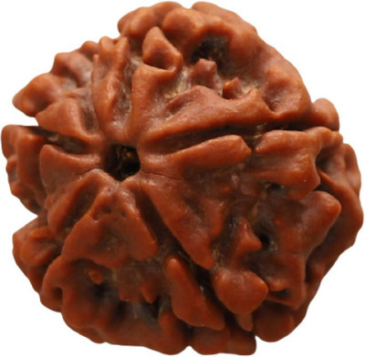 ASTROSHOPPER 5 Mukhi Nepali Rudraksha Bead | Natural Five Face Nepali Rudraksha | ACTIVATED Wood