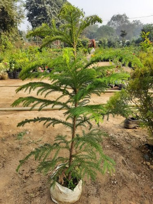 EliteGreen Christmas Tree Plant(Hybrid, Pack of 1)