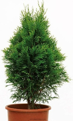 EliteGreen Christmas Tree Plant(Hybrid, Pack of 1)