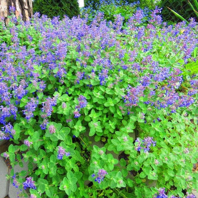 XOLDA Lemon balm Seed(37 per packet)