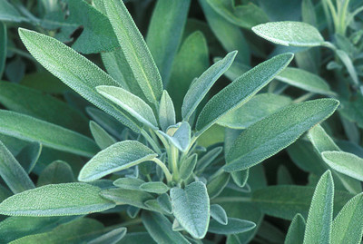 XOLDA Stage Seed(51 per packet)