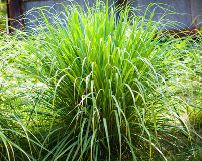 XOLDA Lemon grass Seed(37 per packet)