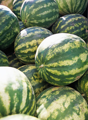 XOLDA Watermelon Seed(40 per packet)