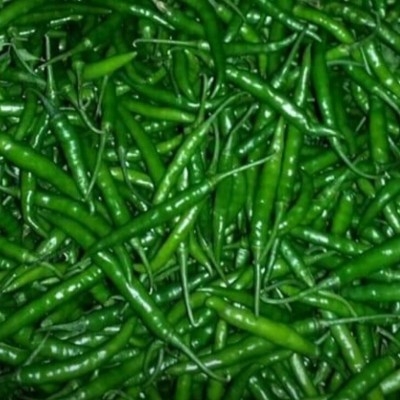 granthi Green Chilli Indian हरी मिर्च Seed(1800 per packet)